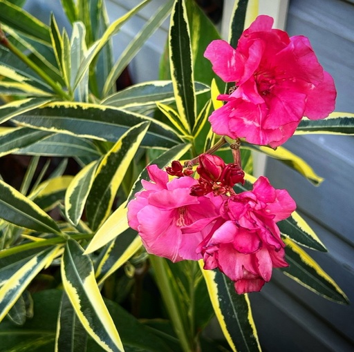 [PR/03261] Nerium Oleander Variegata - Nerium Rose Bay