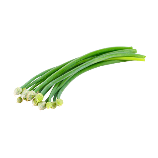 [PR/01574] Onion Flower