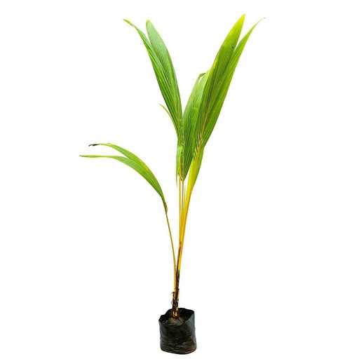 [PR/01619] Orange Dwarf Coconut Tree - Dwarf Orange