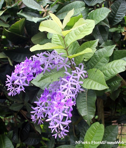 Petrea Volubills - Purple Wreath or Sandpaper Vine