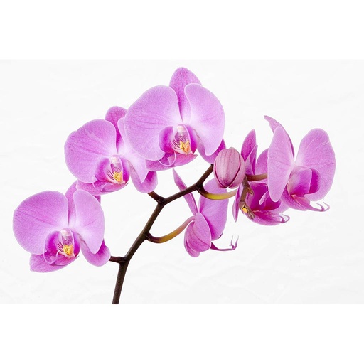 Plant Orchids - Orchidaceae