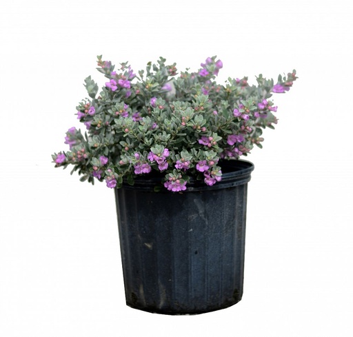 Purple Sage - Leucophyllum Frutescens
