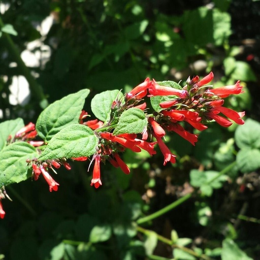 [PR/03262] Russelia Sarmentosa - Broadleaf Firecracker Plant
