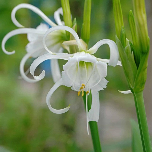 [PR/01603] Spider Lily - Crinum Asiaticum