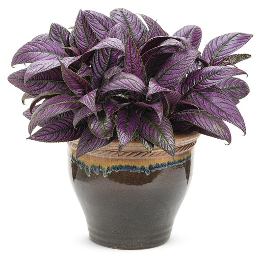 [PR/03278] Strobilanthes Dyerianus - Persian Shieid