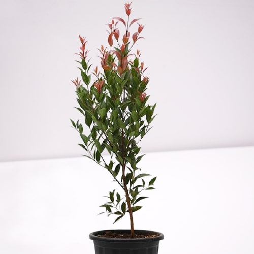 [PR/03184] Syzygium Campanulatum - Brush Cherries