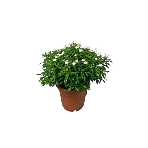 [PR/01610] Tabernaemontana Coronaria Green - Pinwheel Flower