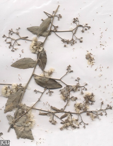 [PR/01620] Tarlmounia Plant-Vernonia Elaeagnifolia