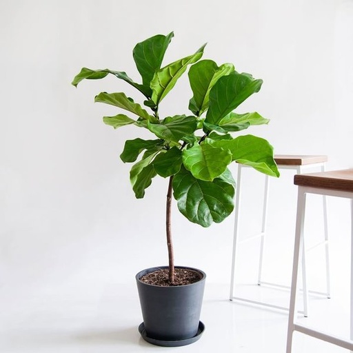 [PR/03205] Terminalia Mantaly - Madagascar Almond