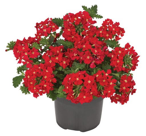 [PR/03191] Verbena Peruviana - Red Devil