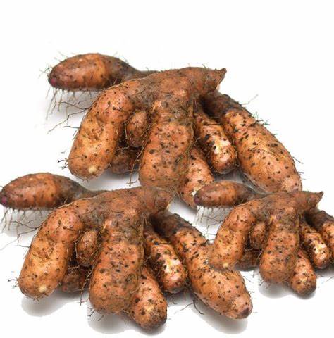 [PR/01565] Yam - Hingurala