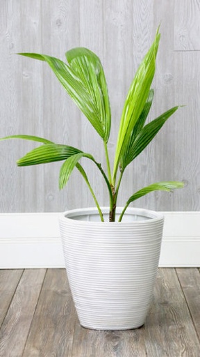 [PR/03206] Yellow Dwarf Coconut Tree - Malayan Yellow Dwarf Coconut Tree