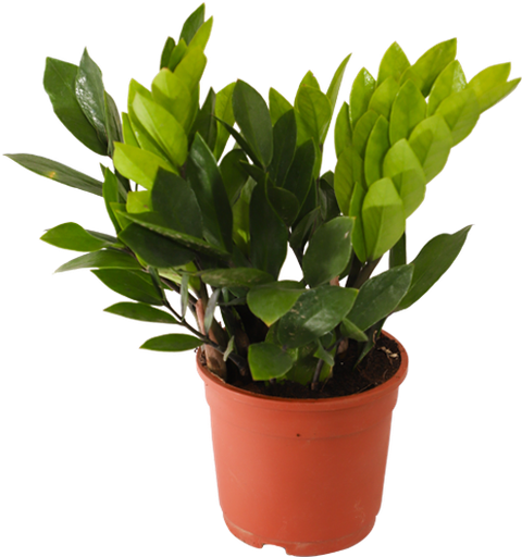 [PR/03185] Zamioculas Zamiifolia - Aroid Palm