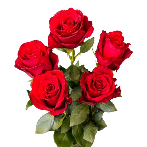 [PR/01645] Red Rose - Rosa Rubiginosa