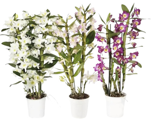 Plant Orchids - Dendrobium