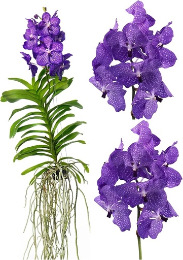 [PR/03288] Plant Orchids - Vanda